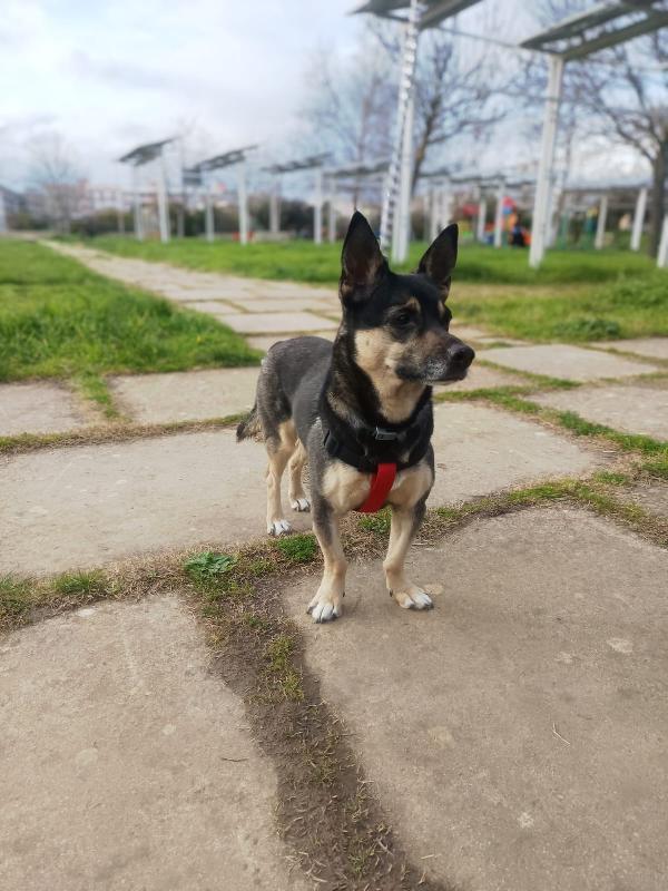 Spikie maschietto taglia contenuta Foto 6